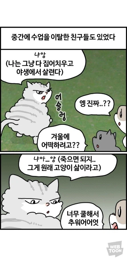 길고양이가 한국에서 살아남는 법 이미지 7