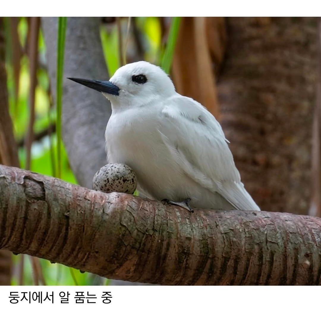 태어난 김에 대충 사는 새.jpg 이미지 3