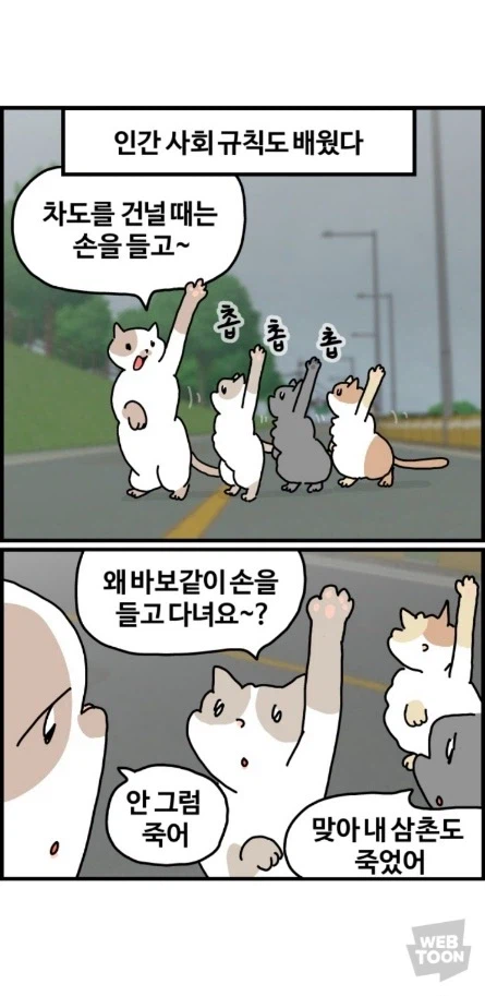 길고양이가 한국에서 살아남는 법 이미지 5