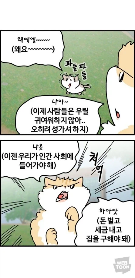 길고양이가 한국에서 살아남는 법 이미지 2