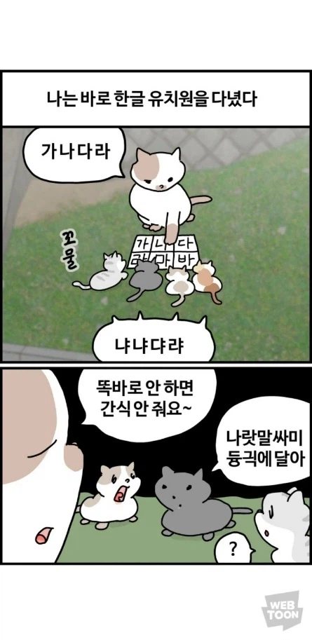 길고양이가 한국에서 살아남는 법 이미지 3