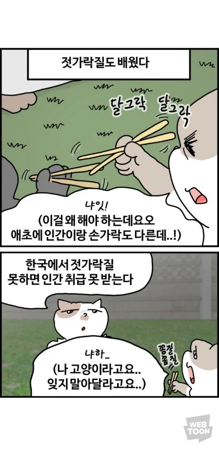 길고양이가 한국에서 살아남는 법 이미지 4
